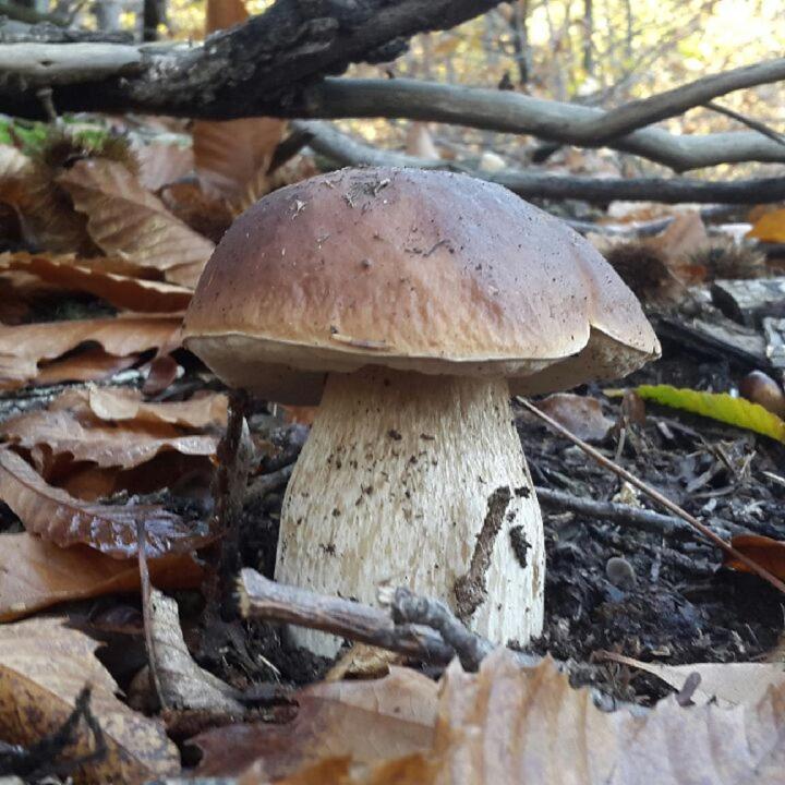 Le Mercou En Cevennes Saint-Martin-de-Boubaux Kültér fotó